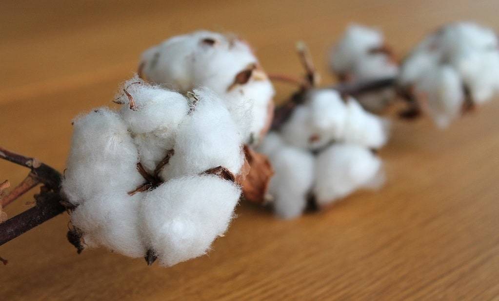Textile: Quels sont les fibres naturelles ?